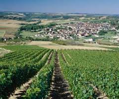 saint-bris-vineyard-burgundy